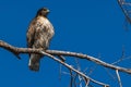 Red-tailed hawk sitting on a branch hawks in trees Royalty Free Stock Photo