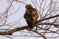 Red tailed hawk sitting on a branch Royalty Free Stock Photo