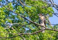 Red tailed hawk sitting on a branch Royalty Free Stock Photo