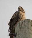 Red Tailed Hawk sitting on electric pole at Geist Park Fishers Indiana