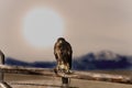 red tailed hawk sitting on fence