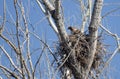 Red-Tailed Hawk Sitting On Its Nest