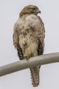Red-Tailed Hawk sitting on a street light looking to the left
