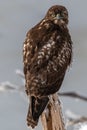 Red-tailed hawk sitting on a stump