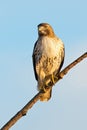Red-tailed Hawk Sitting on a Tree Branch Royalty Free Stock Photo