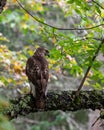 Red-tailed hawk sitting on a tree branch Royalty Free Stock Photo