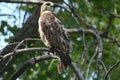 Red-Tailed Hawk Sitting In A Woodland