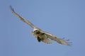 Red-tailed Hawk Soaring Royalty Free Stock Photo