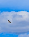 Red tailed hawk soaring against a bank of clouds Royalty Free Stock Photo