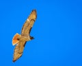 Red tailed hawk soaring against blue sky