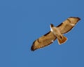 Red tailed hawk soaring against cloudless sky