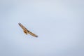 Red tailed hawk soaring against cloudy sky Royalty Free Stock Photo