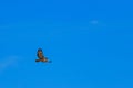 Red tailed hawk soaring against partly cloudy sky Royalty Free Stock Photo