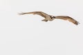 Red-tailed hawk against white background