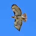 Red tailed hawk soaring in blue sky Royalty Free Stock Photo