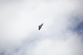 Red-Tailed Hawk Soaring Royalty Free Stock Photo