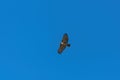 Red-tailed Hawk soaring by in clear blue sky