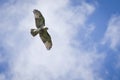 Red-Tailed Hawk Soaring in Cloudy Sky Royalty Free Stock Photo