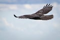 Red-Tailed Hawk Soaring in Cloudy Sky Royalty Free Stock Photo