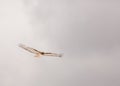 Red tailed hawk in a cloudy sky Royalty Free Stock Photo