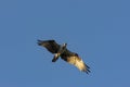 Red Tailed Hawk soaring overhead in blue sky