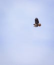 Red-tailed hawk soaring Royalty Free Stock Photo