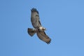 Red-tailed Hawk Soaring Royalty Free Stock Photo