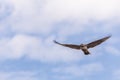 Red-tailed hawk soaring through the sky on a cloudy day Royalty Free Stock Photo