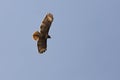 Red tailed hawk soaring in the sky Royalty Free Stock Photo