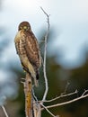 Red-Tailed Hawk Royalty Free Stock Photo