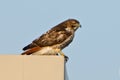 Red-tailed Hawk Standing on a Building