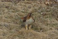 Red-tailed Hawk with a mouse in its talons