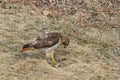 Red-tailed Hawk with a mouse in its talons