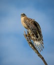 Red tailed hawk stretches wing to dry Royalty Free Stock Photo