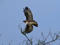 Red Tailed Hawk Takes Flight Royalty Free Stock Photo