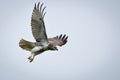 Red Tailed Hawk Taking Flight Royalty Free Stock Photo