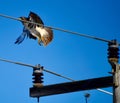 Red-tailed Hawk Taking Flight From a Power Pole #1 Royalty Free Stock Photo