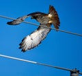 Red-tailed Hawk Taking Flight From a Power Pole #2 Royalty Free Stock Photo