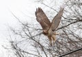 Red Tailed Hawk taking flight Royalty Free Stock Photo