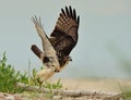 Red-Tailed hawk is taking off Royalty Free Stock Photo