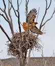 Red Tailed Hawk taking off from her nest.