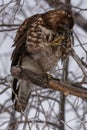 Red-tailed hawk transparent eye lid or nictitating membrane Royalty Free Stock Photo