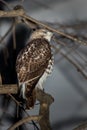 Red-tailed Hawk Royalty Free Stock Photo