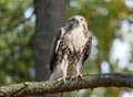 Red-tailed Hawk on a tree branch Royalty Free Stock Photo