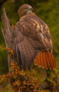 A Red Tailed Hawk sitting on a branch. Royalty Free Stock Photo