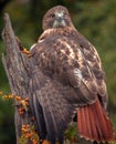 A Red Tailed Hawk sitting on a branch.