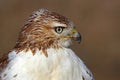 Red-tailed hawk Royalty Free Stock Photo