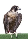 Red-tailed hawk Royalty Free Stock Photo