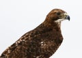 Red-tailed Hawk on White