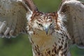 Red-tailed Hawk